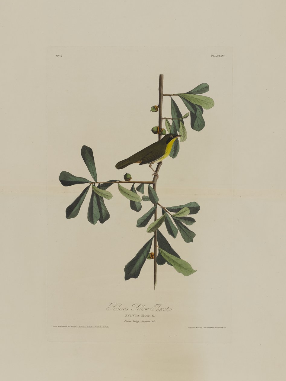 Roscoes Yellow Throat, från Birds of America, graverad av Robert Havell (1793-1878) av John James after Audubon