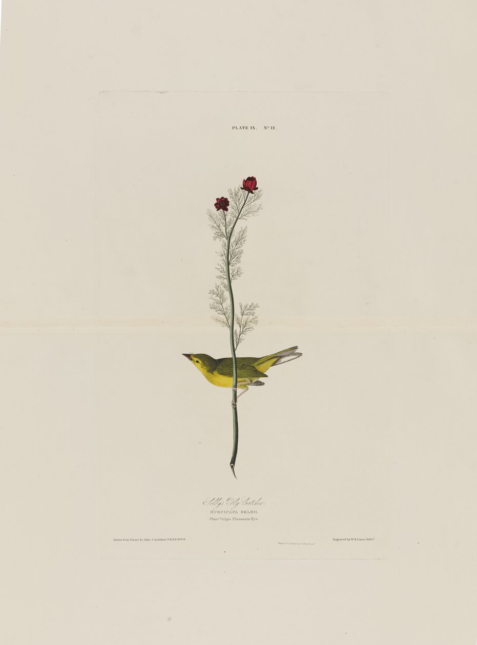Selbys Fly Catcher, från Birds of America, graverad av Robert Havell (1793-1878) av John James after Audubon