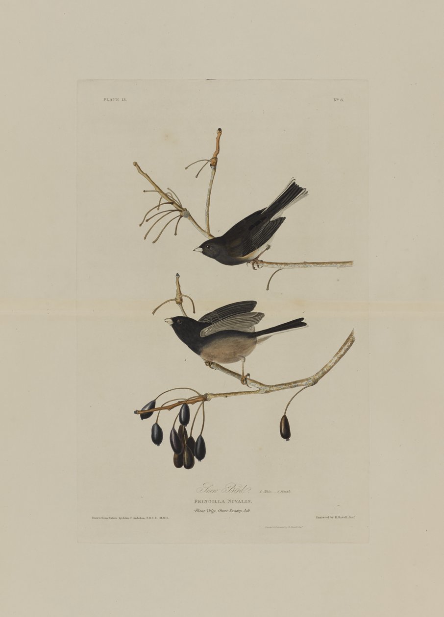 Snow Bird, från Birds of America, graverad av Robert Havell (1793-1878) av John James after Audubon