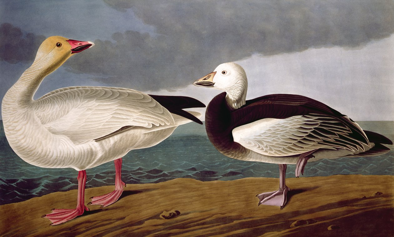 Snow Goose, från Birds of America, graverad av Robert Havell (1793-1878) 1837 av John James after Audubon