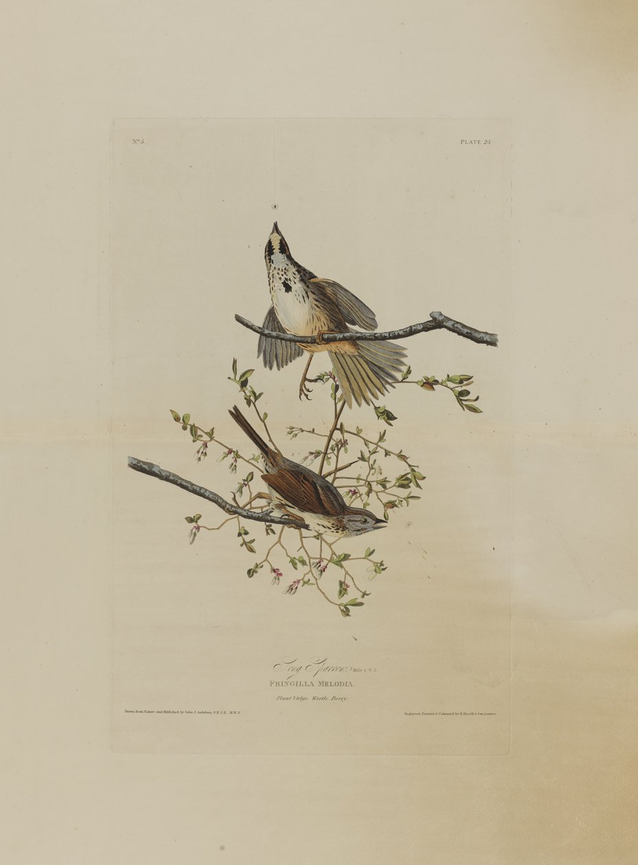 Song Sparrow, från Birds of America, graverad av Robert Havell (1793-1878) av John James after Audubon