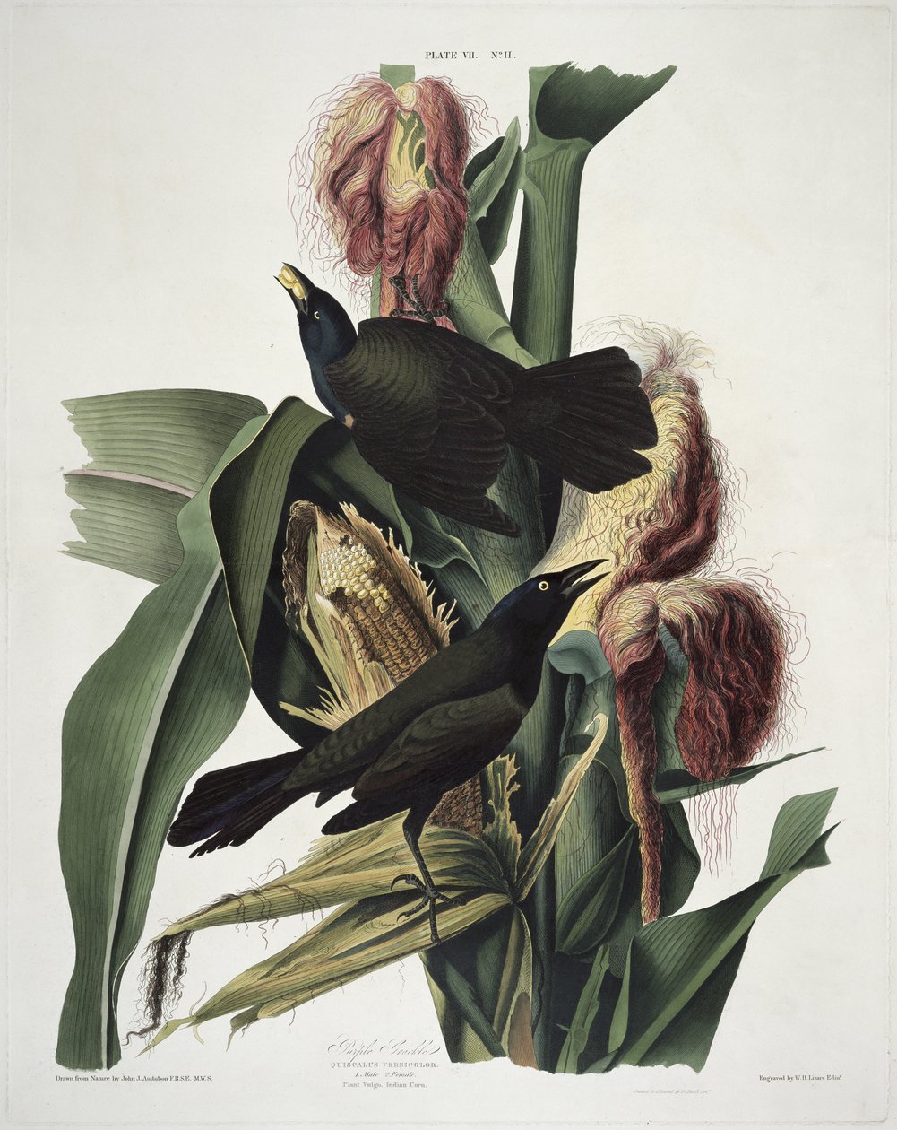 The Purple Grackle, från Birds of America, graverad av Robert Havell (1793-1878) av John James after Audubon