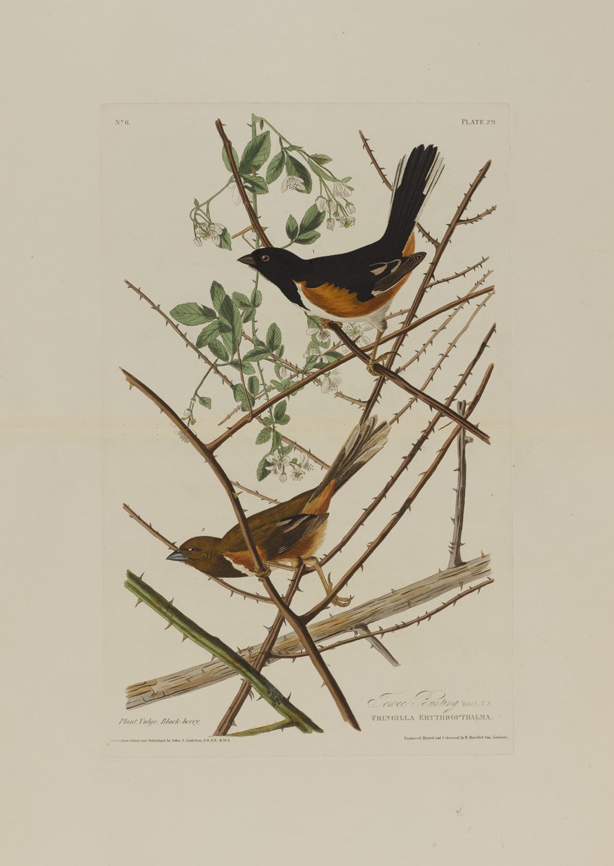 The Towhe Bunting, från Birds of America, graverad av Robert Havell (1793-1878) av John James after Audubon