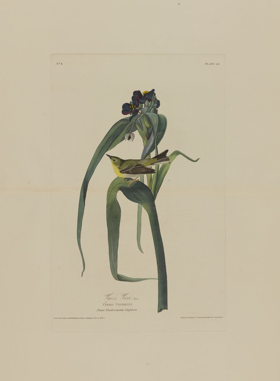 Vigers Vireo, från Birds of America, graverad av Robert Havell (1793-1878) av John James after Audubon
