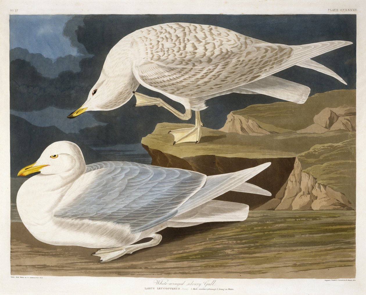 White-Winged Silvery Gull, graverad av Robert Havell, Jr. (1793-1878), 1835 (handfärgad gravyr) av John James after Audubon