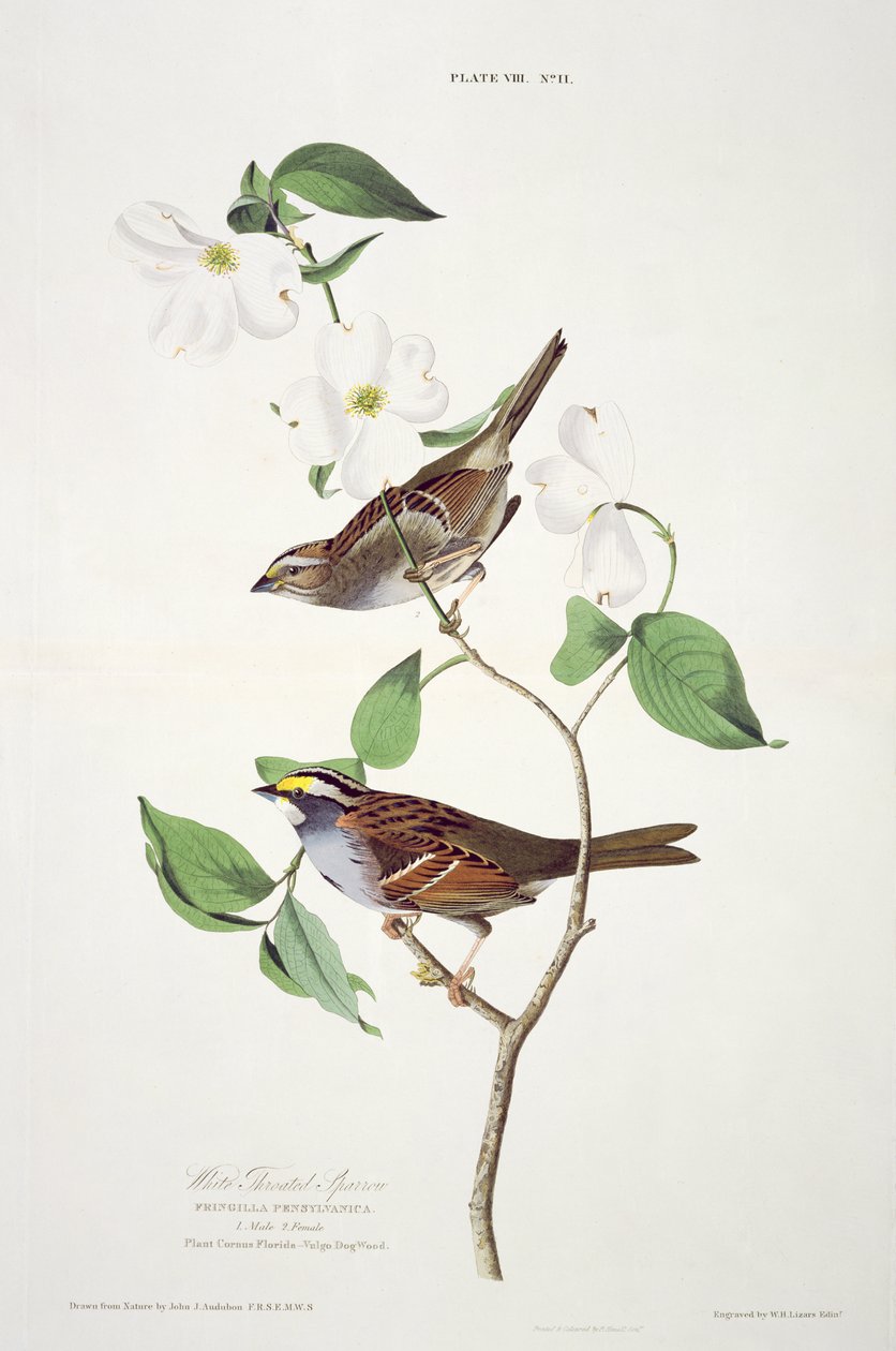 White Throated Sparrow, från Birds of America, graverad av Robert Havell (1793-1878) av John James after Audubon