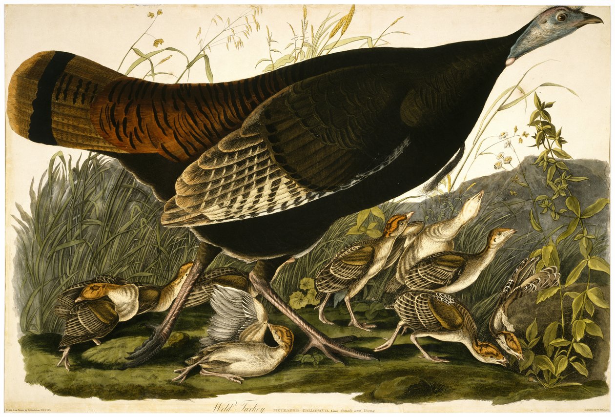 Wild Turkey, graverad av William Home Lizars (1788-1859) c.1827-32 (handfärgad akvatint på vävt papper) av John James after Audubon