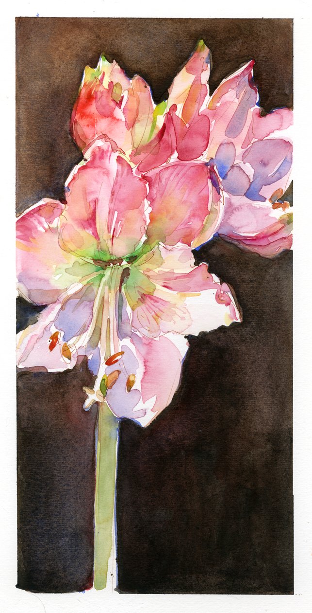 Amaryllis med brun bakgrund, 2015, (akvarell) av John Keeling