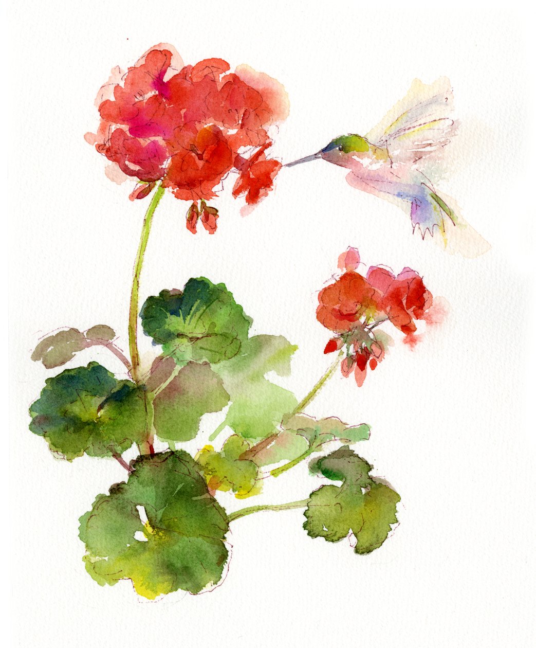 Hummingbird with Pelargon, 2015, (akvarell) av John Keeling