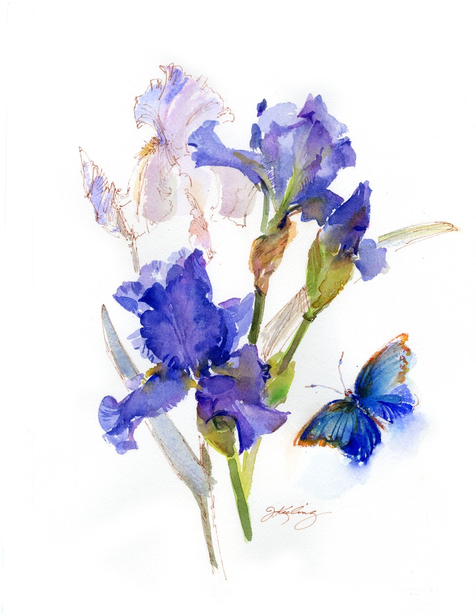 Iris med blå fjäril, 2016, (akvarell) av John Keeling