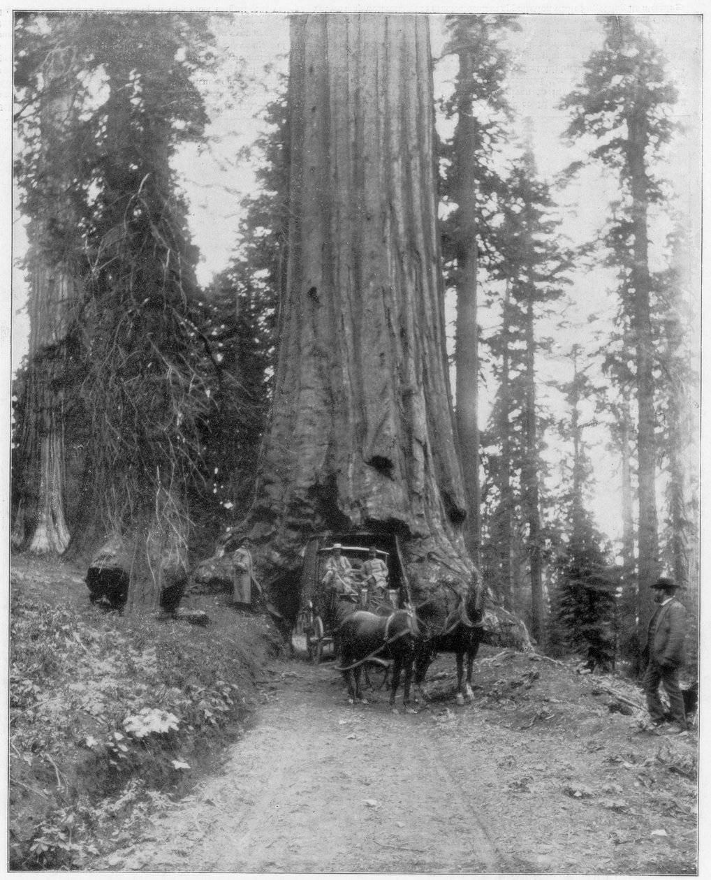 Väg som går genom en Giant Sequoia, Mariposa Grove, Wawona, Kalifornien, sent 1800-tal av John L. Stoddard