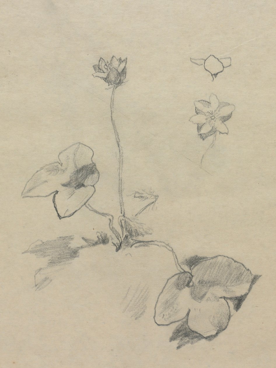Anemone av John La Farge