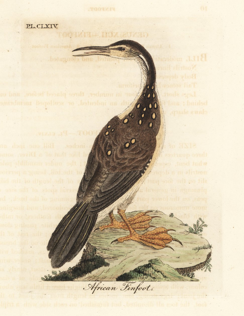Afrikansk fenfot, Podica senegalensis. Handfärgad kopparplåt ritad och graverad av John Latham från hans egen A General History of Birds, Winchester av John Latham