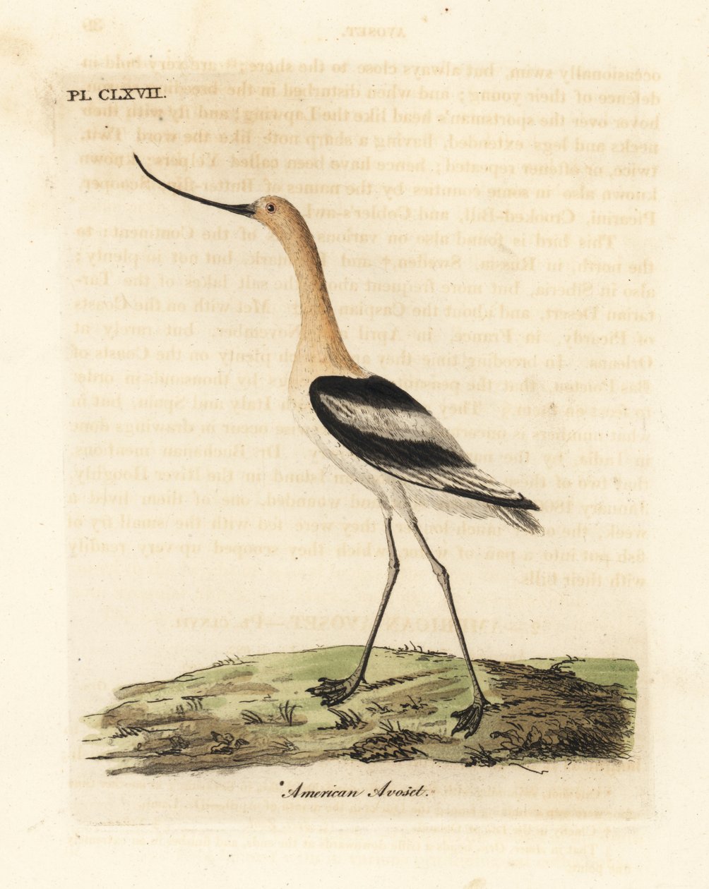 Amerikansk avocet, Recurvirostra americana. Handfärgad kopparplåt ritad och graverad av John Latham från hans egen A General History of Birds, Winchester av John Latham