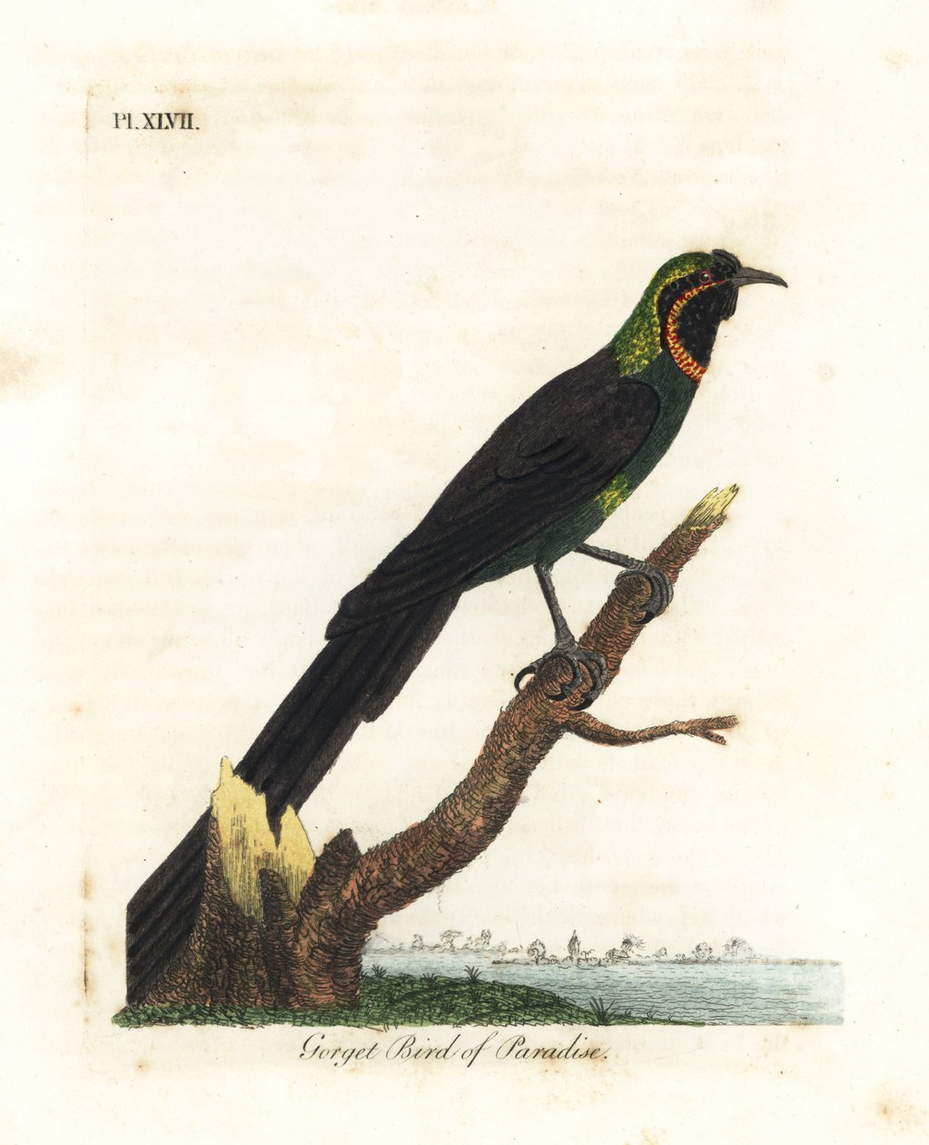 Arfak astrapia, Astrapia nigra (Gorget paradisfågel, Paradisea gularis). Handfärgad kopparplåt ritad och graverad av John Latham från hans egen A General History of Birds, Winchester av John Latham