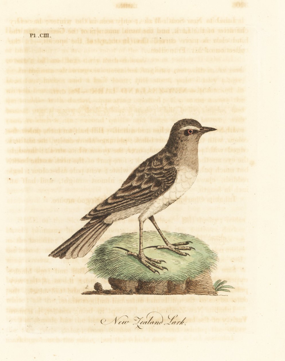Australasienpiplärka, Anthus novaeseelandiae (nyazeeländsk lärka, Alauda novae zealandiae). Handfärgad kopparplåt ritad och graverad av John Latham från hans egen A General History of Birds, Winchester av John Latham