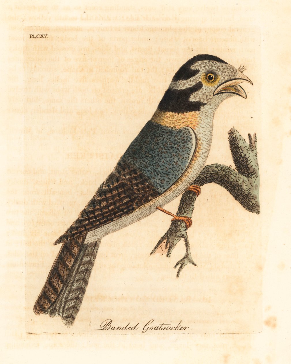Australisk uggla nattskärra, Aegotheles cristatus eller gulbrun grodmun, Podargus strigoides? (Bandad goatsucker, Caprimulgus vittatus.) Handfärgad kopparplåt tecknad och graverad av John Latham från hans egen A General History of Birds, Winchester av John Latham