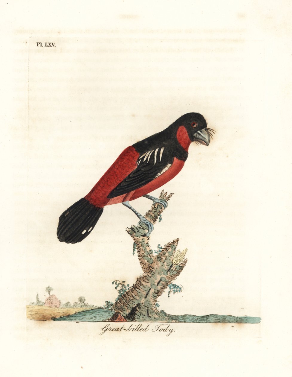 Svart-röd näbb, Cymbirhynchus macrorhynchos (stornäbb, Todus nasutus). Handfärgad kopparplåt ritad och graverad av John Latham från hans egen A General History of Birds, Winchester av John Latham