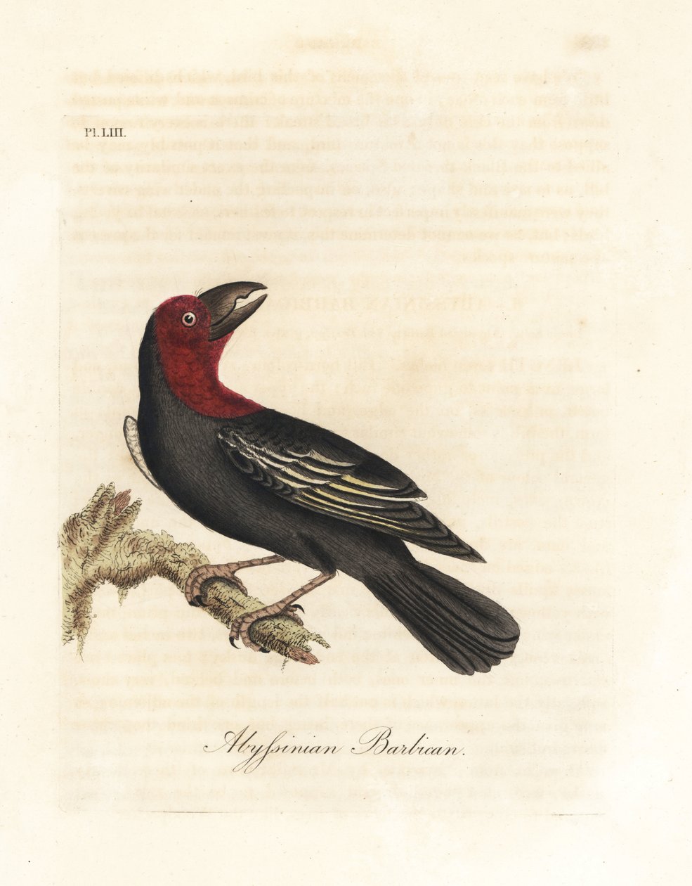 Svartnäbbad barbet, Lybius guifsobalito (Abyssinian barbican, Bucco saltii). Handfärgad kopparplåt ritad och graverad av John Latham från hans egen A General History of Birds, Winchester av John Latham