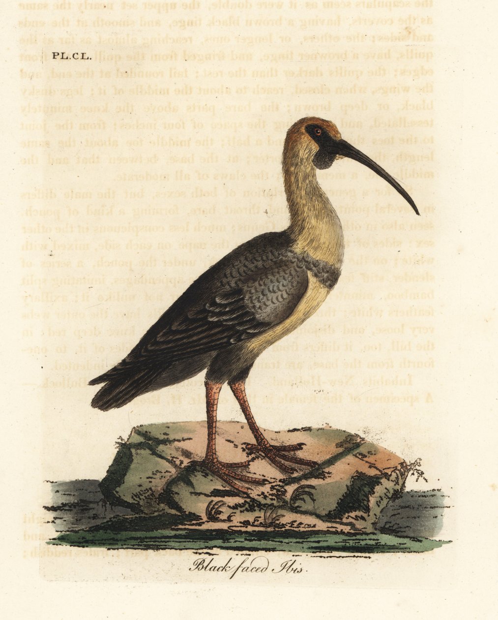 Black-faced ibis, Theristicus melanopis (Tantalus melanops). Handfärgad kopparplåt ritad och graverad av John Latham från hans egen A General History of Birds, Winchester av John Latham