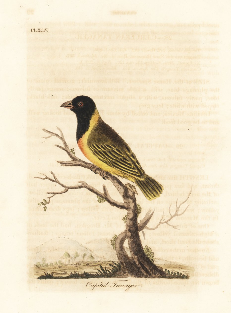 Svarthuvad gulkragad vävare, Ploceus melanocephalus capitalis (Capital tanager, Tanagra capitalis). Handfärgad kopparplåt ritad och graverad av John Latham från hans egen A General History of Birds, Winchester av John Latham