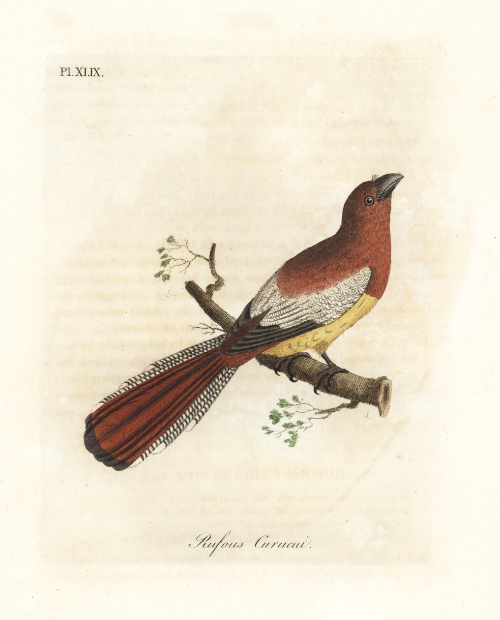 Svartstrupig trogon, Trogon rufus, hona (Rufous curucui, Trogon rufus). Kopierat från Martinets illustration av Cayenne för Buffon Coucou a queue rousse. Handfärgad kopparplåt ritad och graverad av John Latham från hans egen A General History of Bi av John Latham