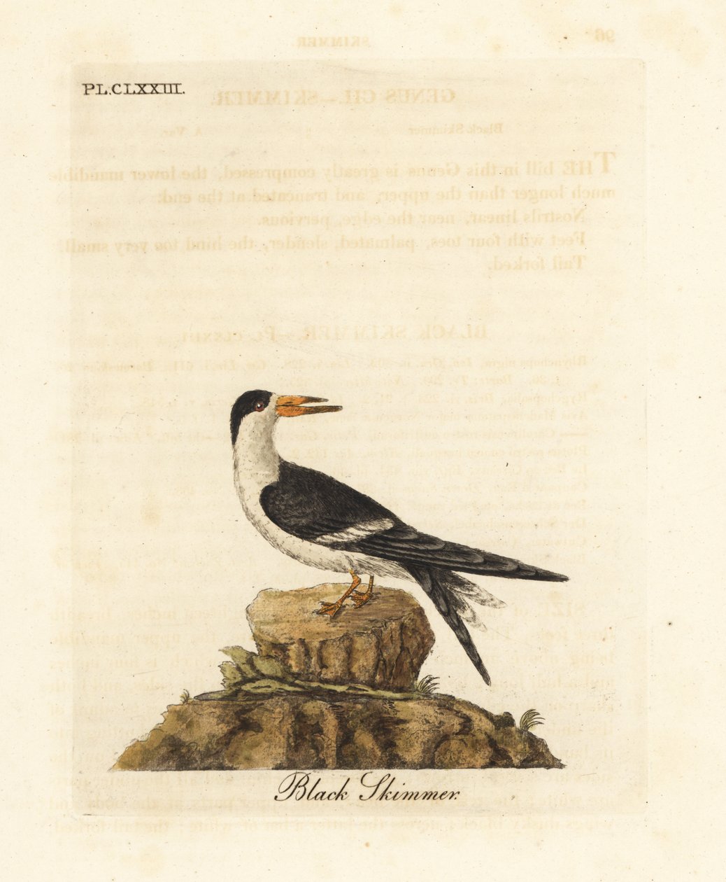 Svart skimmer, Rynchops niger (Rhynchops nigra). Handfärgad kopparplåt ritad och graverad av John Latham från hans egen A General History of Birds, Winchester av John Latham