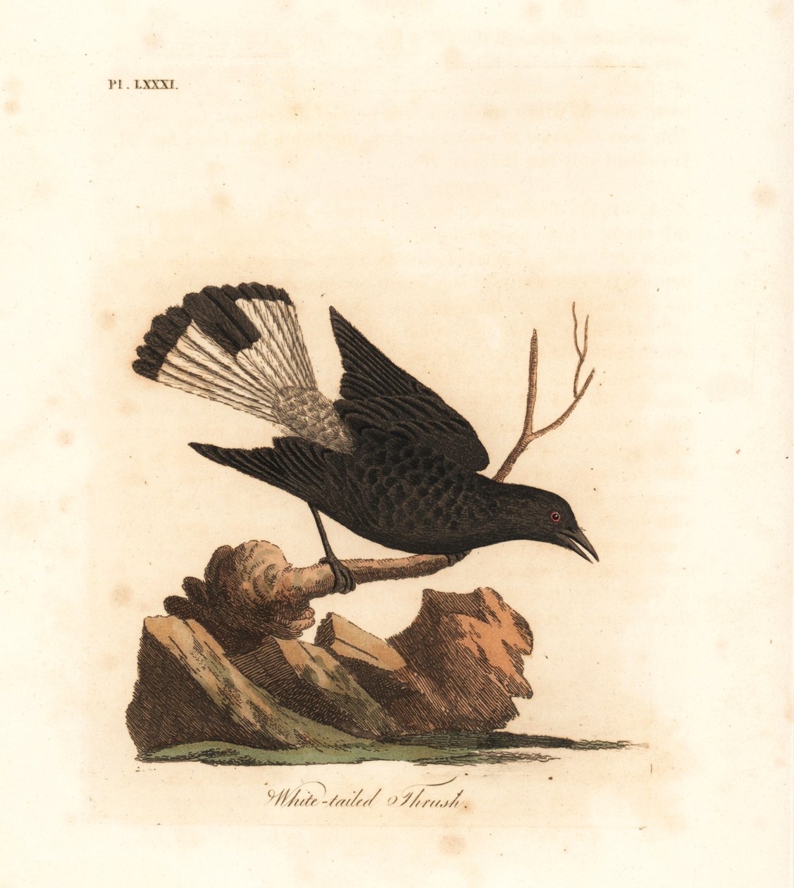 Svart vete, Oenanthe leucura (Vitstjärtstrast, Turdus leucurus). Handfärgad kopparplåt ritad och graverad av John Latham från hans egen A General History of Birds, Winchester av John Latham