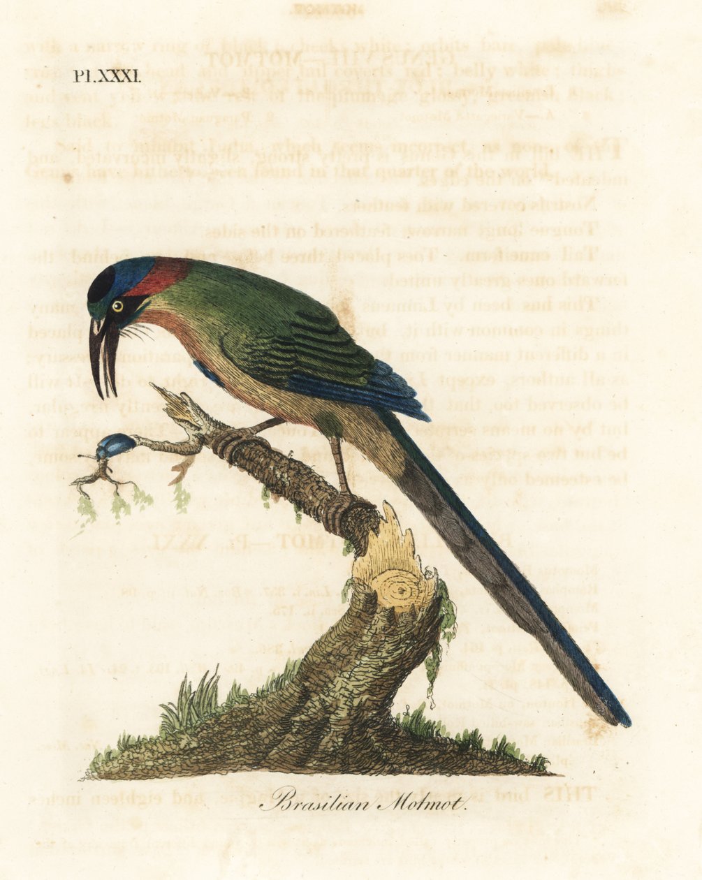 Blåkrönt motmot, Momotus momota (brasiliansk motmot, Momotus brasiliensis). Handfärgad kopparplåt ritad och graverad av John Latham från hans egen A General History of Birds, Winchester av John Latham