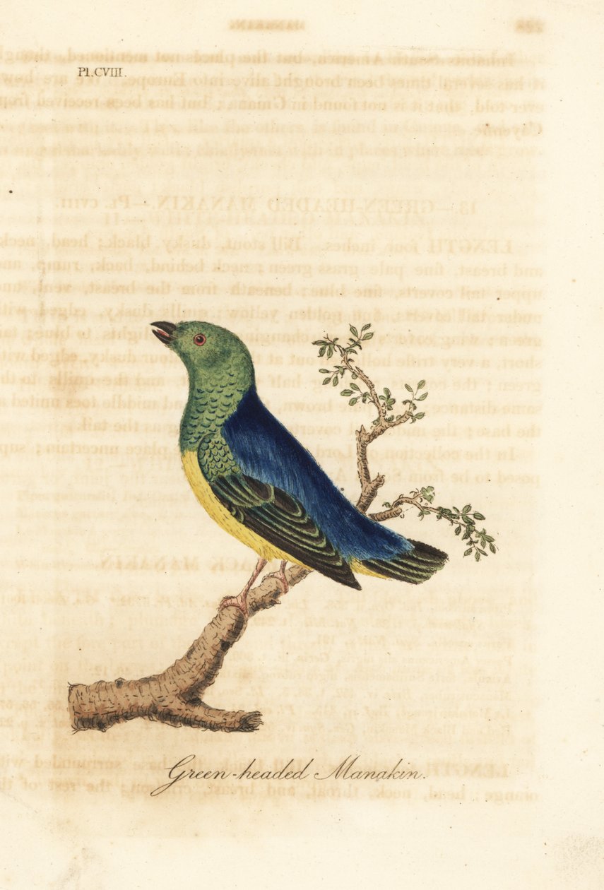 Blånackad chlorophonia, Chlorophonia cyanea (grönhövdad manakin, infödd i Sydamerika). Handfärgad kopparplåt ritad och graverad av John Latham från hans egen A General History of Birds, Winchester av John Latham