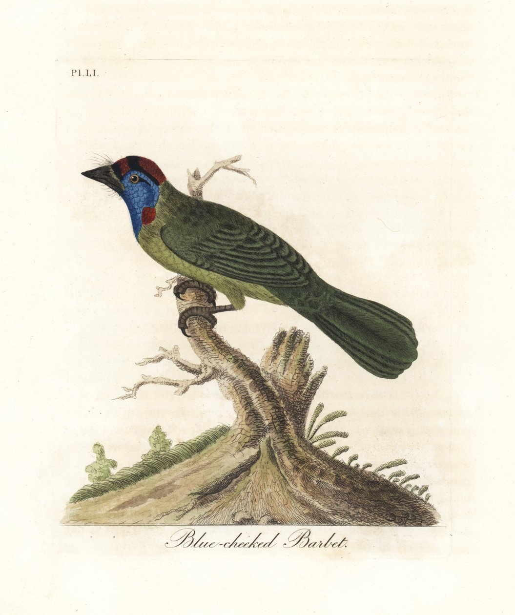 Blåstrupig eller fjällbarbet, Psilopogon asiaticus. (Blåkindad barbet, Trogon asiaticus). Handfärgad kopparplåt ritad och graverad av John Latham från hans egen A General History of Birds, Winchester av John Latham