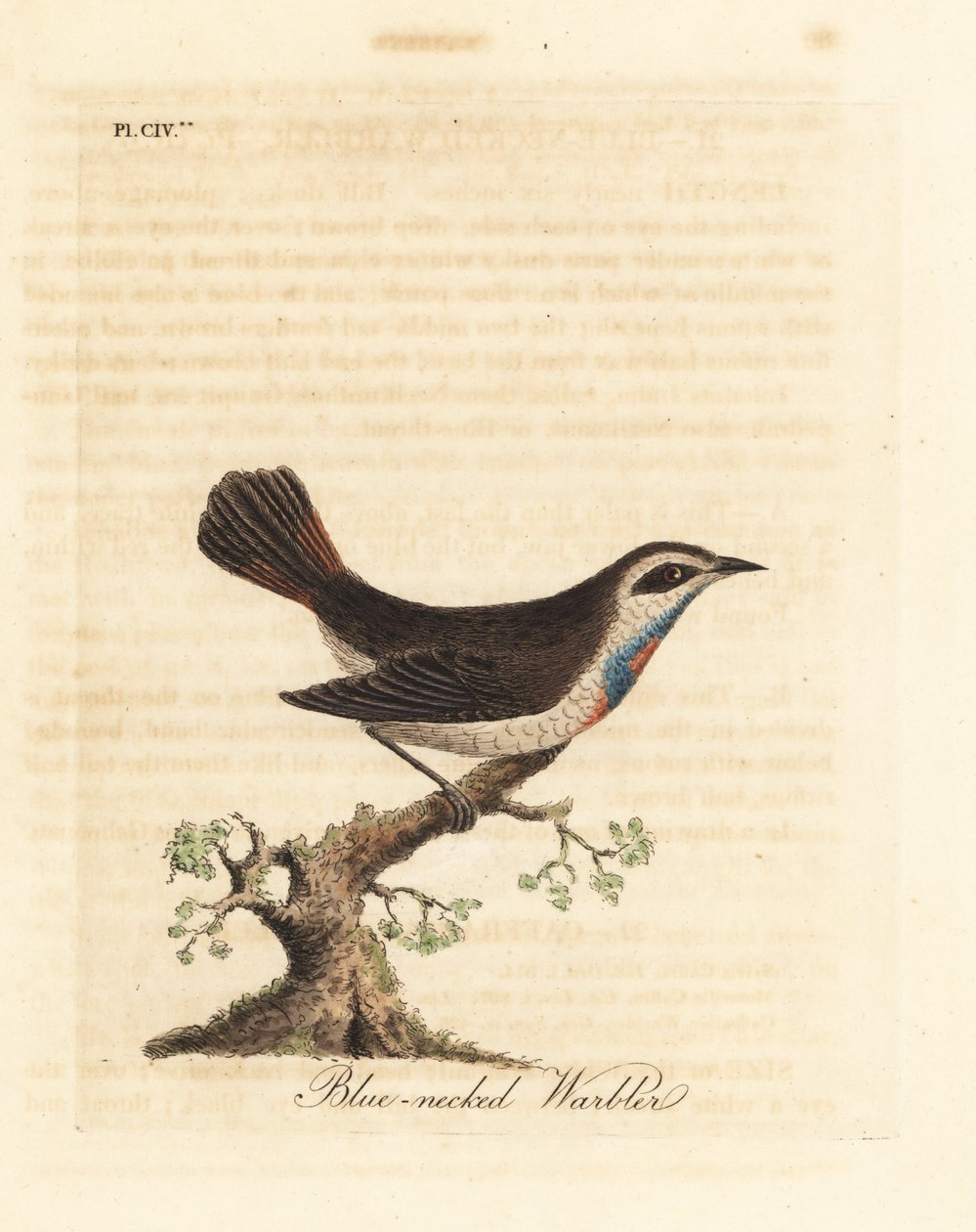 Blåhals, Luscinia svecica (Blånackad sångare, även känd som gunpigera, neelkunthee, gunpedrab i Indien). Handfärgad kopparplåt ritad och graverad av John Latham från hans egen A General History of Birds, Winchester av John Latham