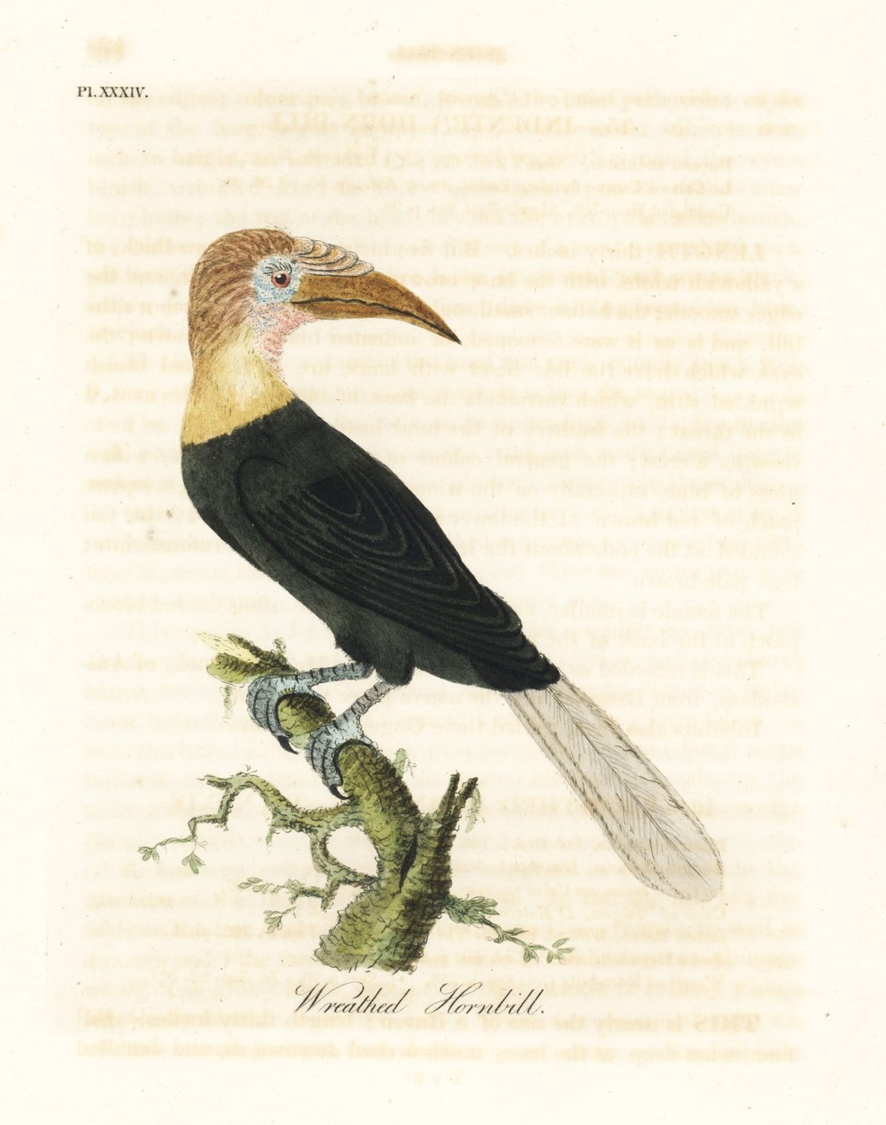 Blythhs eller papuansk näshornsfågel, Rhyticeros plicatus (kransad hornbill, Buceros plicatus). Handfärgad kopparplåt ritad och graverad av John Latham från hans egen A General History of Birds, Winchester av John Latham