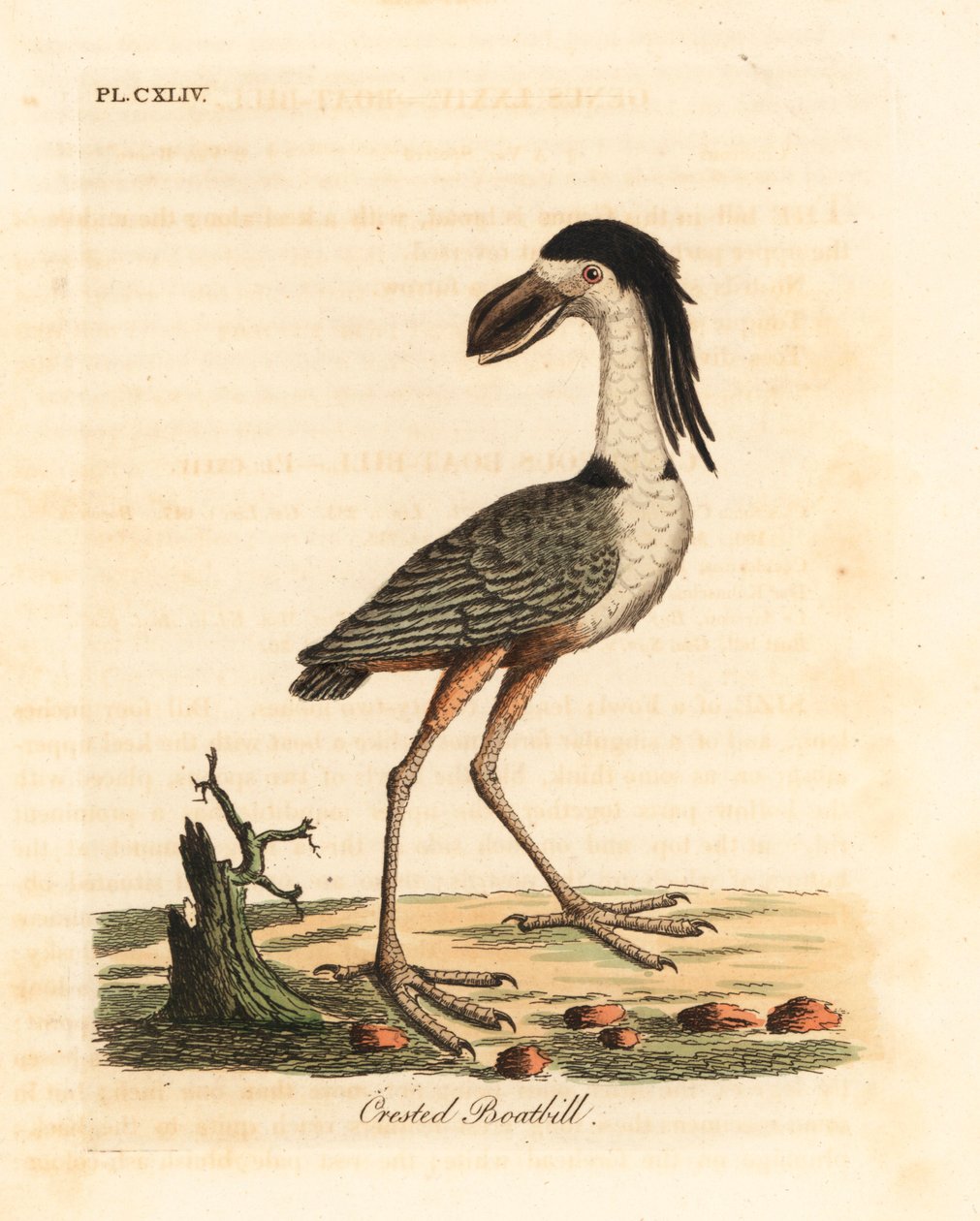 Båtnäbbhäger, Cochlearius cochlearius (krönt näbb eller kinernäbb, Cancroma cochlearia). Handfärgad kopparplåt ritad och graverad av John Latham från hans egen A General History of Birds, Winchester av John Latham