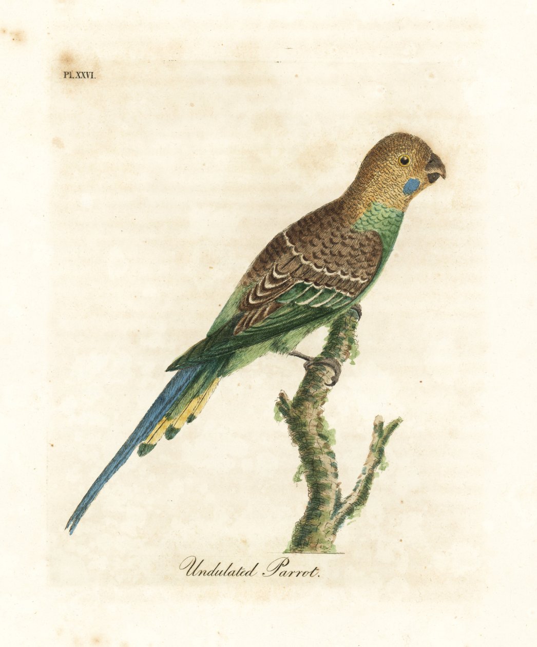 Undulat, Melopsittacus undulatus (vågig papegoja, Psittacus undulatus). Handfärgad kopparplåt ritad och graverad av John Latham från hans egen A General History of Birds, Winchester av John Latham