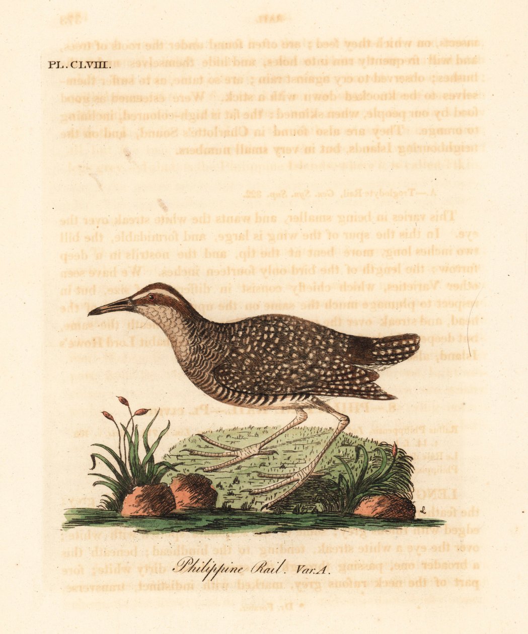 Buff-banded räls, Gallirallus philippensis (filippinsk räls, Rallus philippensis). Handfärgad kopparplåt ritad och graverad av John Latham från hans egen A General History of Birds, Winchester av John Latham