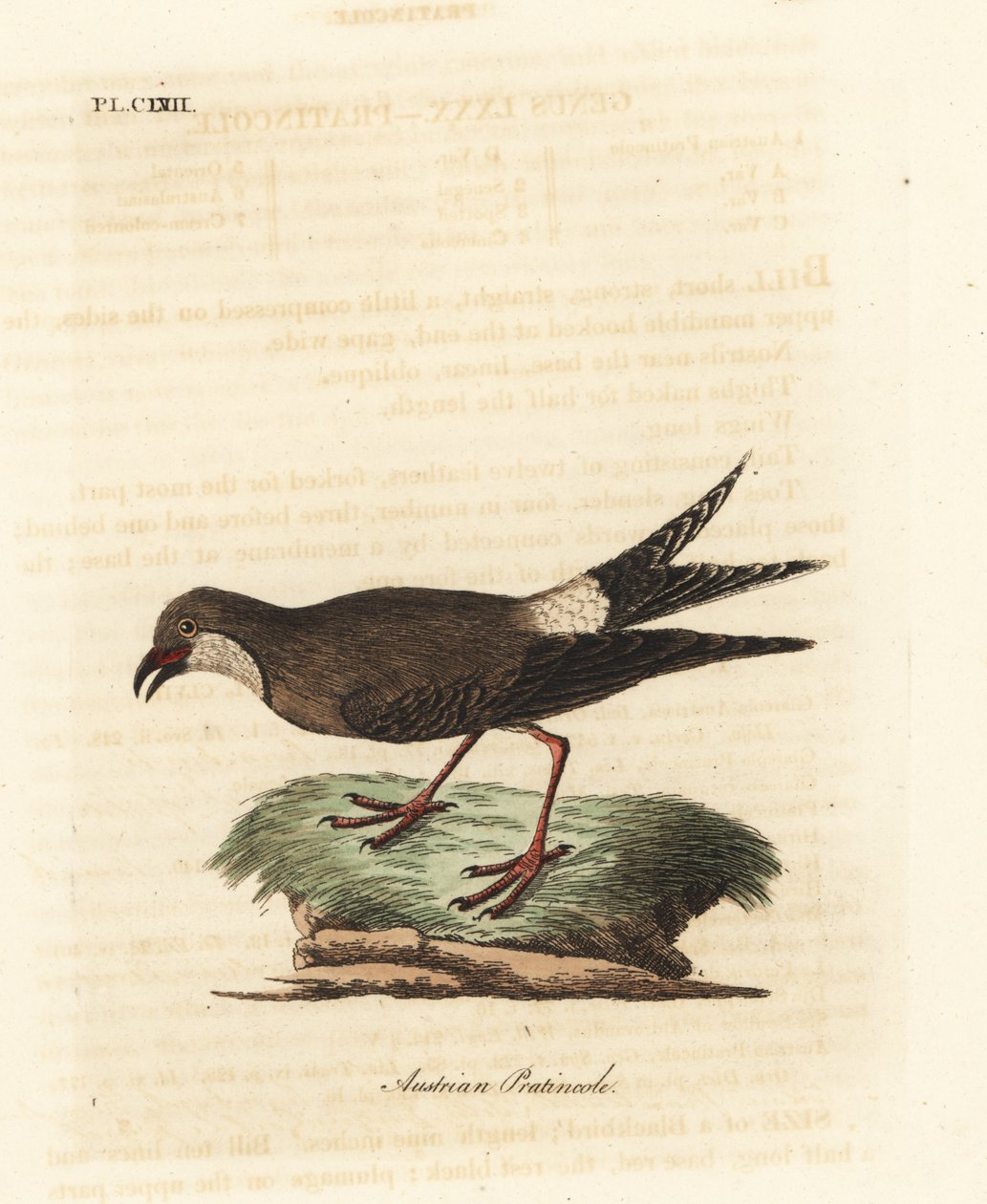Kragepratincole, Glareola pratincola (österrikisk pratincole, Glareola austriaea). Handfärgad kopparplåt ritad och graverad av John Latham från hans egen A General History of Birds, Winchester av John Latham