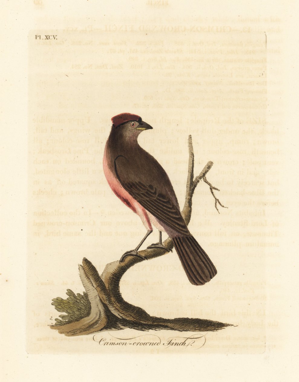 Vanlig rödspov, Carduelis flammea (Crimson-crowned finch, Fringilla flammea). Handfärgad kopparplåt ritad och graverad av John Latham från hans egen A General History of Birds, Winchester av John Latham