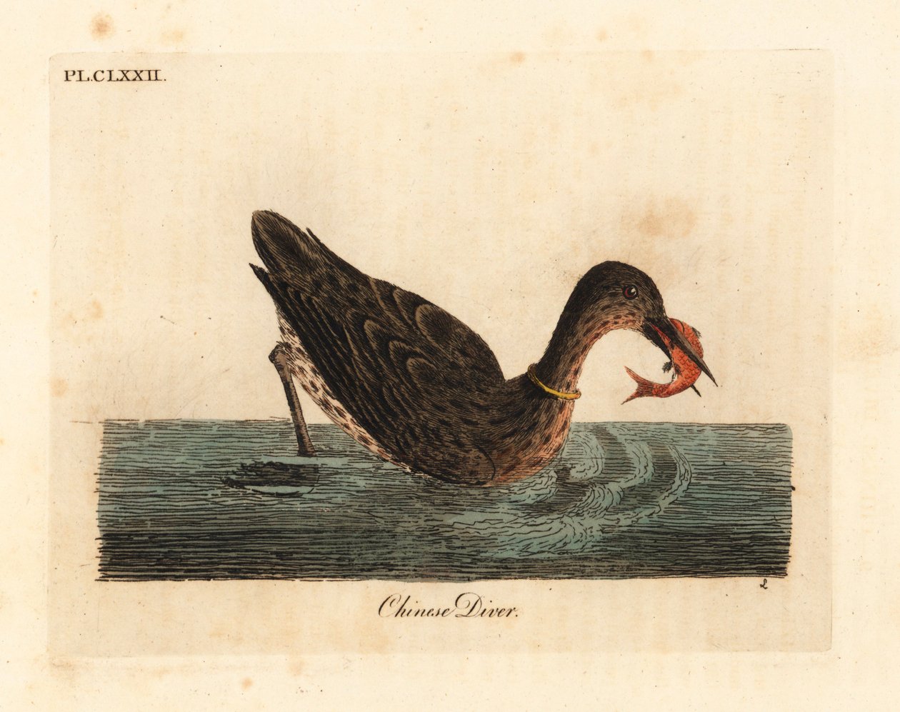 Skarv som används för fiske i Asien, kanske en storskarv, Phalacrocorax carbo, eller japansk skarv, Phalacrocorax capillatus. (Kinesisk dykare, Colymbus sinensis.) Handfärgad kopparplåt ritad och graverad av John Latham från hans egen A General Histo av John Latham