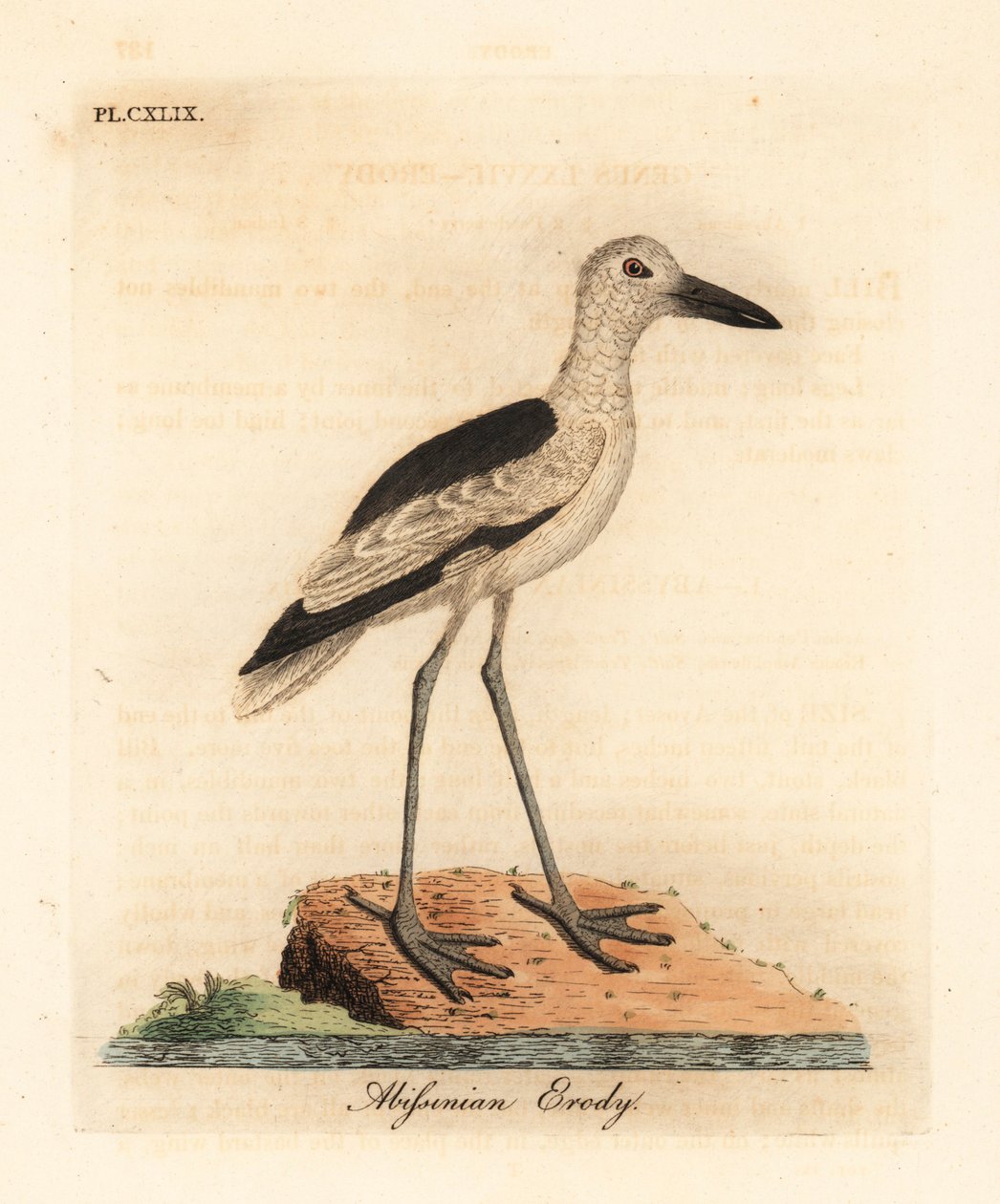 Krabbpipare, Dromas ardeola (Abyssinian erody, Ardea pondiceriana). Handfärgad kopparplåt ritad och graverad av John Latham från hans egen A General History of Birds, Winchester av John Latham