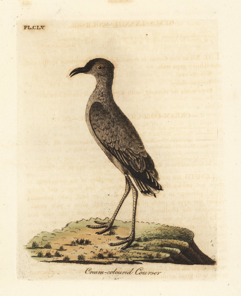 Krämfärgad kurser, Cursorius cursor (Cursorius europaeus). Handfärgad kopparplåt ritad och graverad av John Latham från hans egen A General History of Birds, Winchester av John Latham