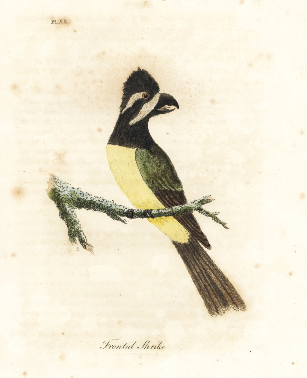 Crested shrikepetit, Falcunculus frontatus (Frontal shrike, Lanius frontatus). Handfärgad kopparplåt ritad och graverad av John Latham från hans egen A General History of Birds, Winchester av John Latham