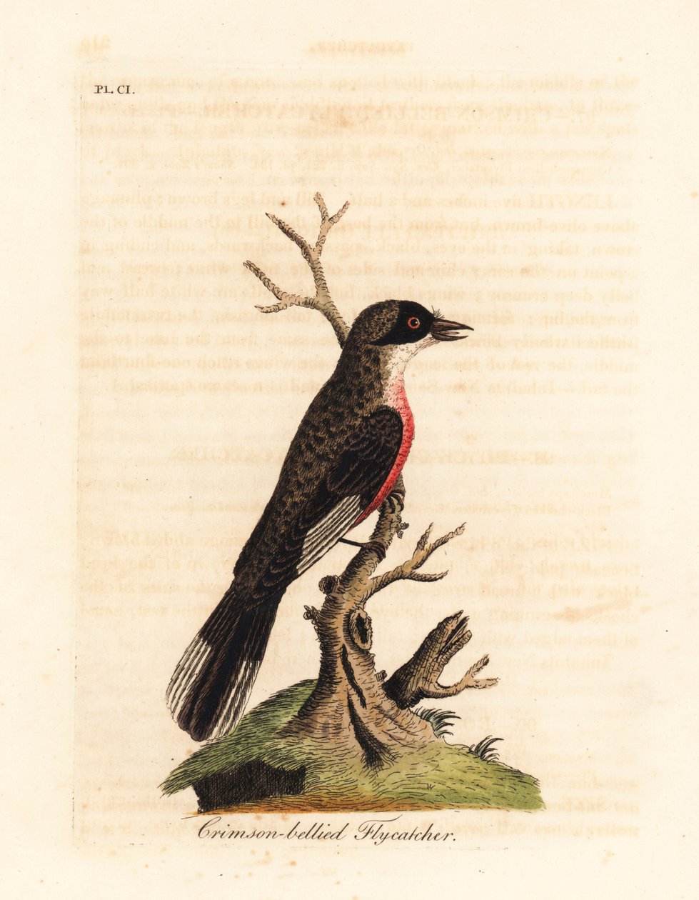 Crimson-bellied flugsnappare, Muscicapa coccinigastra. Okända fågelarter kopierade från en illustration av Port Jackson Painter. Handfärgad kopparplåt ritad och graverad av John Latham från hans egen A General History of Birds, Winchester av John Latham