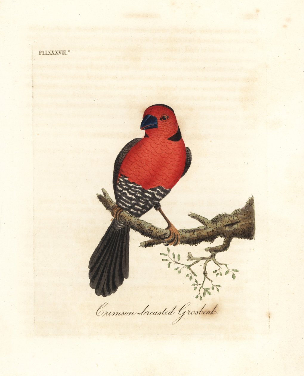 Crimson-breasted gronbeak. Okända eller möjligen utdöda arter av grobeak hemma i Afrika. Handfärgad kopparplåt ritad och graverad av John Latham från hans egen A General History of Birds, Winchester av John Latham