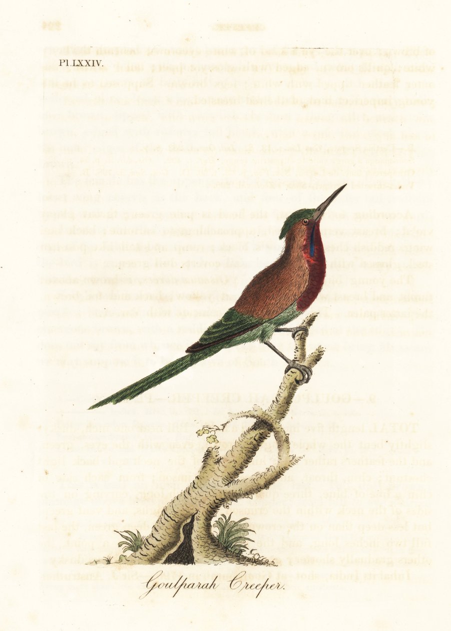 Crimson solfågel, Aethopyga siparaja seheriae (Goulpourah ranka). Handfärgad kopparplåt ritad och graverad av John Latham från hans egen A General History of Birds, Winchester av John Latham
