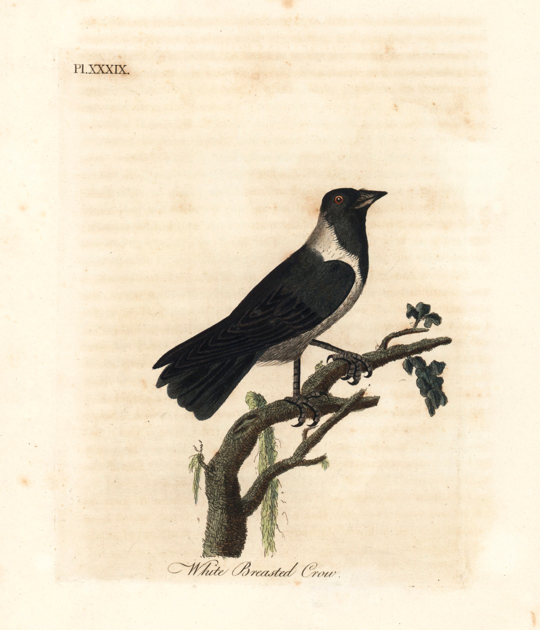 Daurikaja, Corvus dauuricus (Vitbröstkråka, Corvus dauricus). Handfärgad kopparplåt ritad och graverad av John Latham från hans egen A General History of Birds, Winchester av John Latham