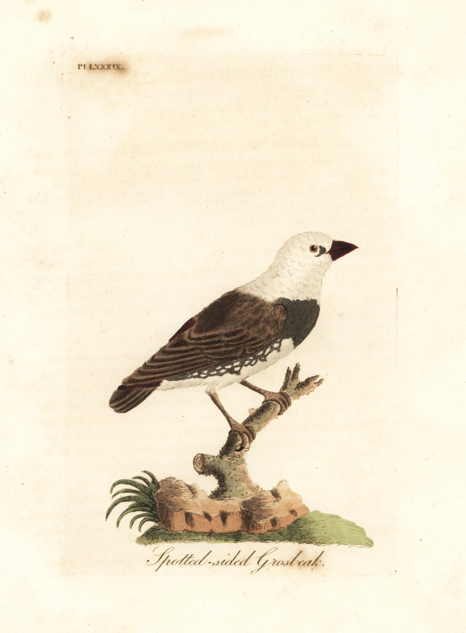 Diamantbrändstjärt, Stagonopleura guttata (fläckig snäbb, Fringilla leucocephala). Handfärgad kopparplåt ritad och graverad av John Latham från hans egen A General History of Birds, Winchester av John Latham