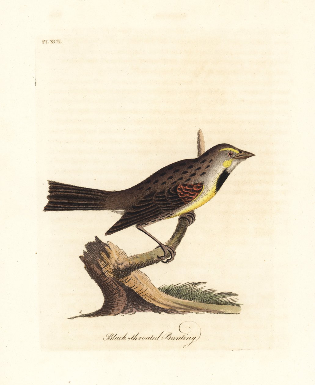 Dickcissel, Spiza americana (Svartstrupig bunting, Emberiza americana). Handfärgad kopparplåt ritad och graverad av John Latham från hans egen A General History of Birds, Winchester av John Latham