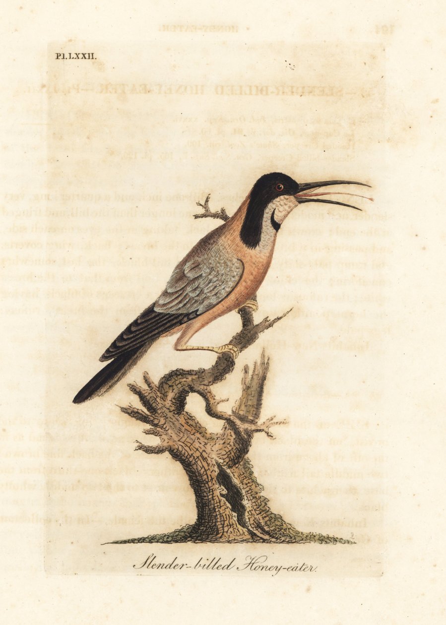 Östra ryggnäbben, Acanthorhynchus tenuirostris (Smalnäbbad honungsätare, Certhia tenuirostris). Australien. Handfärgad kopparplåt ritad och graverad av John Latham från hans egen A General History of Birds, Winchester av John Latham