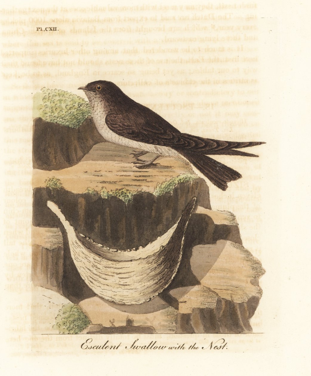 Ätlig näste, Aerodramus fuciphagus och salivbo, som används i fågelbosoppa. (Esculent swallow, Hirundo esculenta.) Handfärgad kopparplåt ritad och graverad av John Latham från hans egen A General History of Birds, Winchester av John Latham